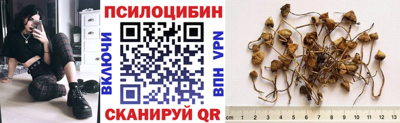 как найти наркотики  маркетплейс клад  Галлюциногенные грибы мицелий  Стародуб  гидра  